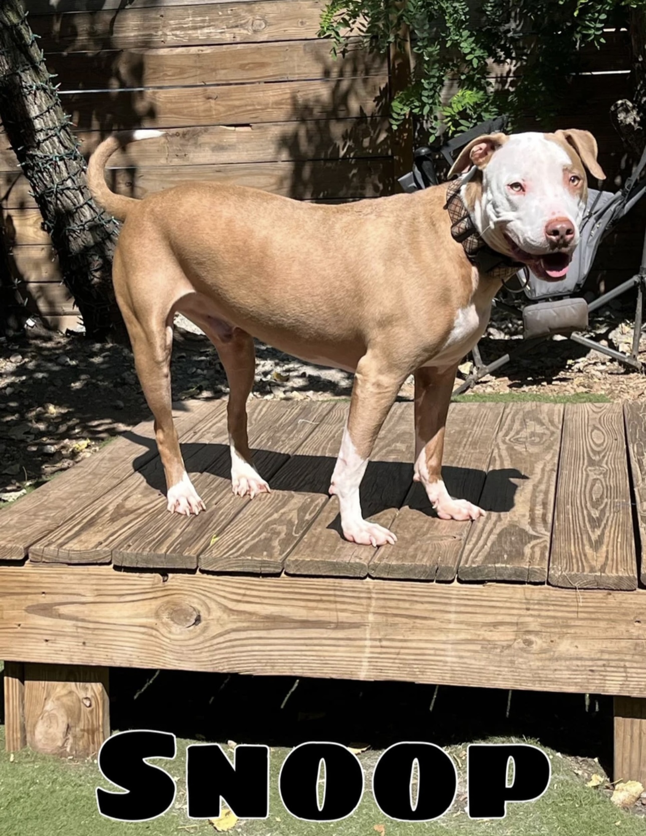 Snoop, Adoptable, Adult Male Pit Bull Terrier.