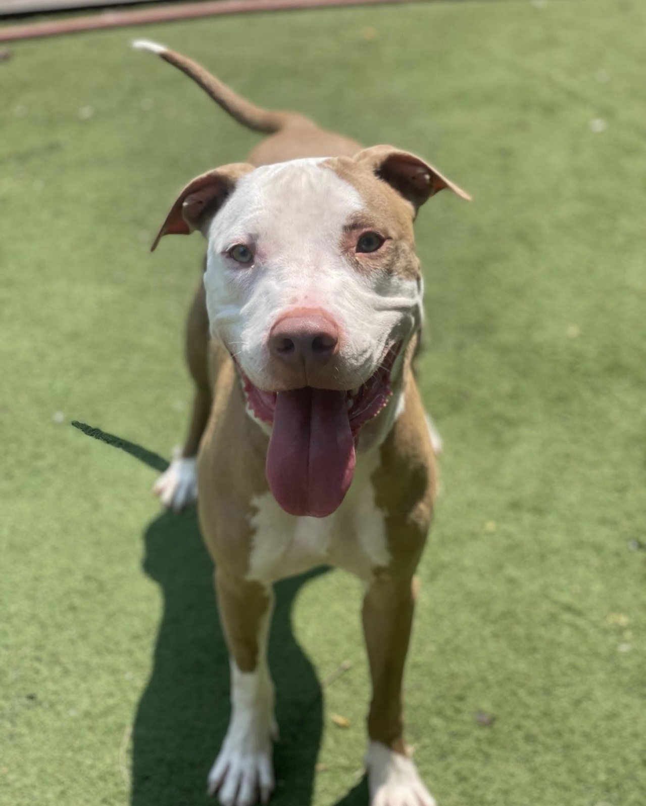 Snoop, a Adoptable Pit Bull Terrier in Staten island, NY image 3/4