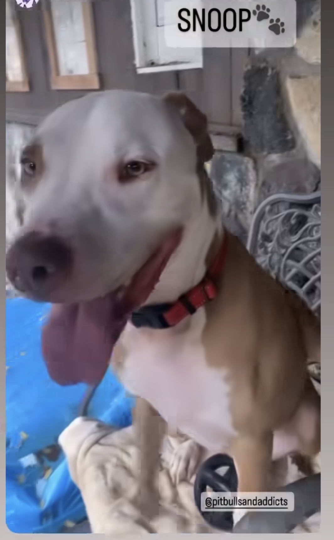 Snoop, a Adoptable Pit Bull Terrier in Staten island, NY image 4/4