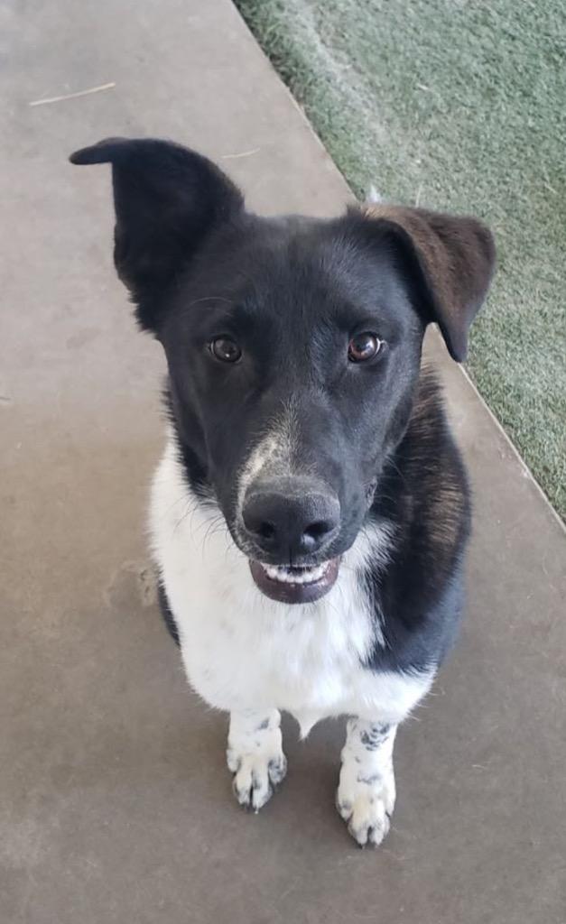 Niklaus, Adoptable, Young Male German Shepherd Dog & Great Pyrenees.
