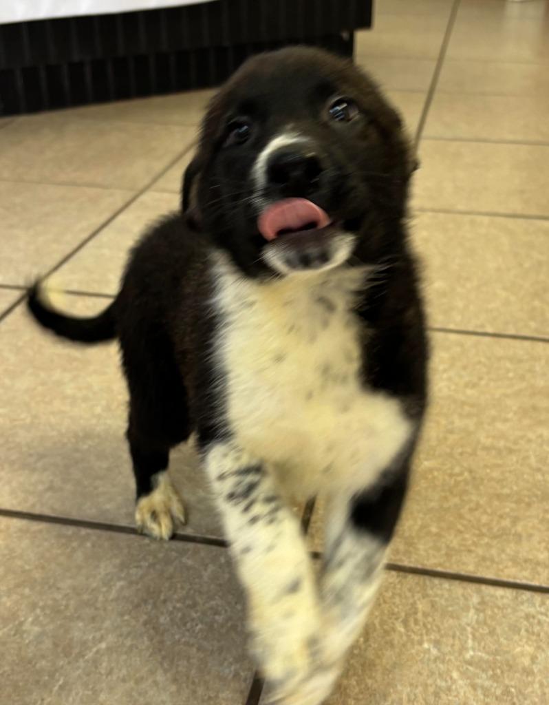 Niklaus, a Adoptable mixed breed in Midland, TX image 2/4