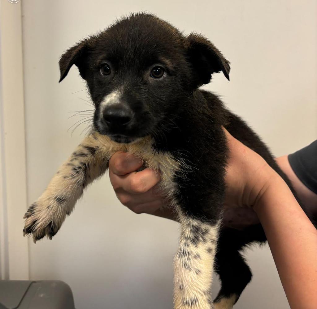 Niklaus, Adoptable, Young Male German Shepherd Dog & Great Pyrenees.