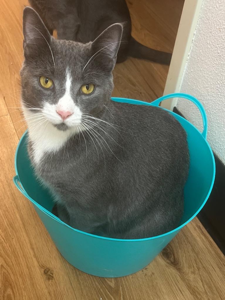 Banjo, a Adoptable Domestic Short Hair in Vashon, WA image 1/4