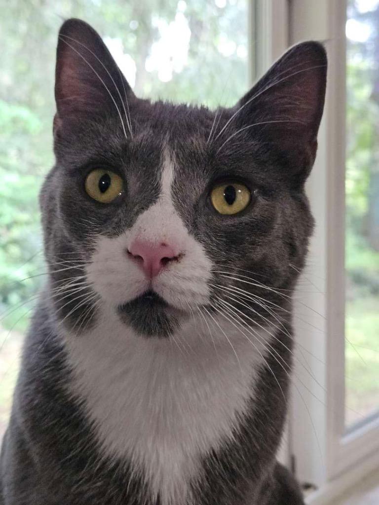 Banjo, a Adoptable Domestic Short Hair in Vashon, WA image 2/4