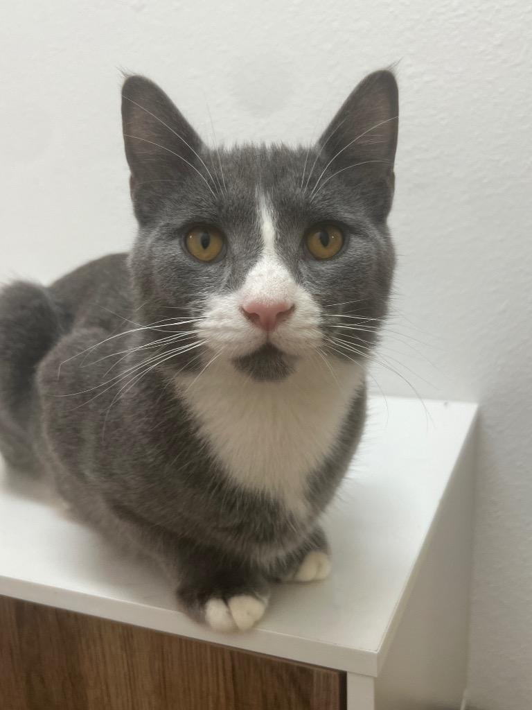 Banjo, Adoptable, Young Male Domestic Short Hair.