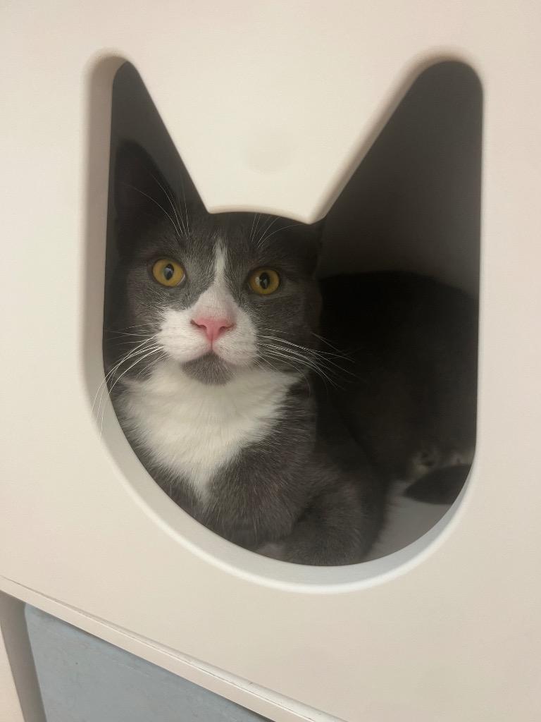 Banjo, a Adoptable Domestic Short Hair in Vashon, WA image 2/2