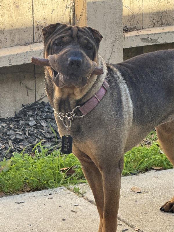 Sheba, Adoptable, Adult Female Shar-Pei.