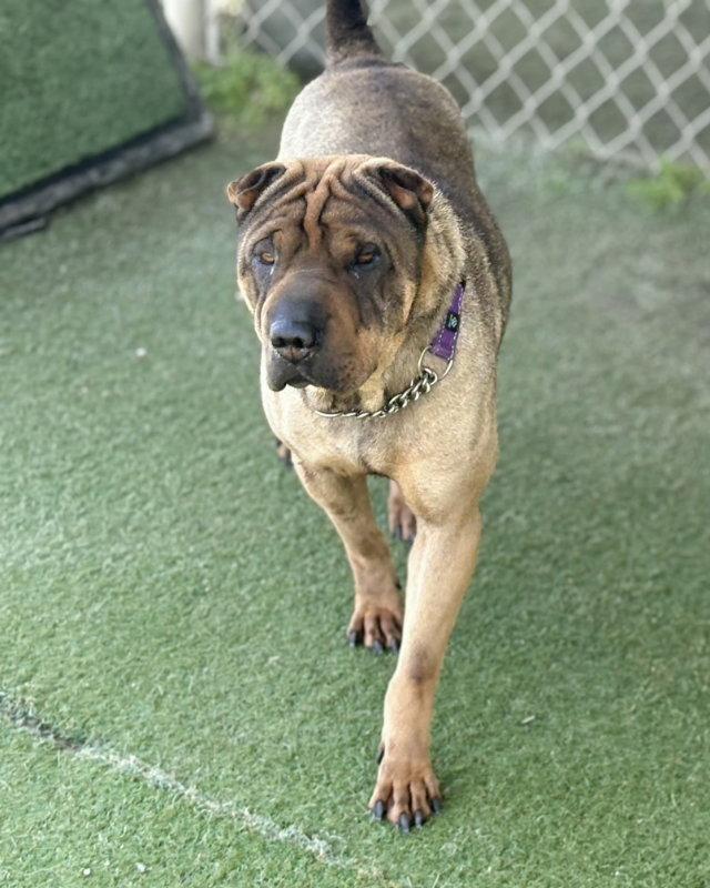 Enlarge Sheba, a Adoptable Shar-Pei in Lake Forest, CA image 2/3