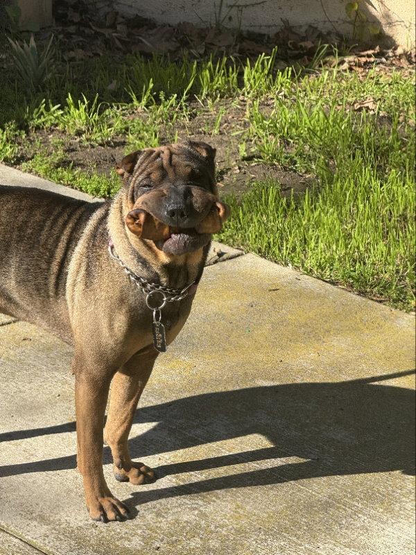 Enlarge Sheba, a Adoptable Shar-Pei in Lake Forest, CA image 3/3