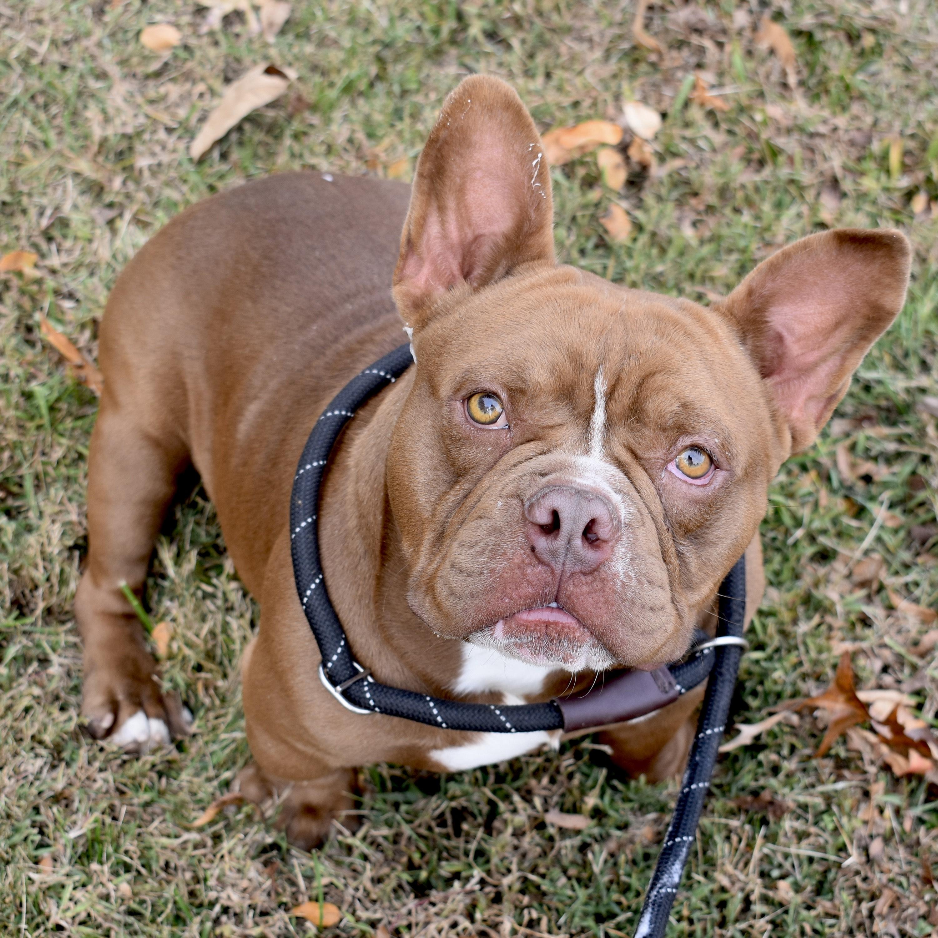 Enlarge Squishy, an adopted mixed breed in Greensboro, NC image 3/5
