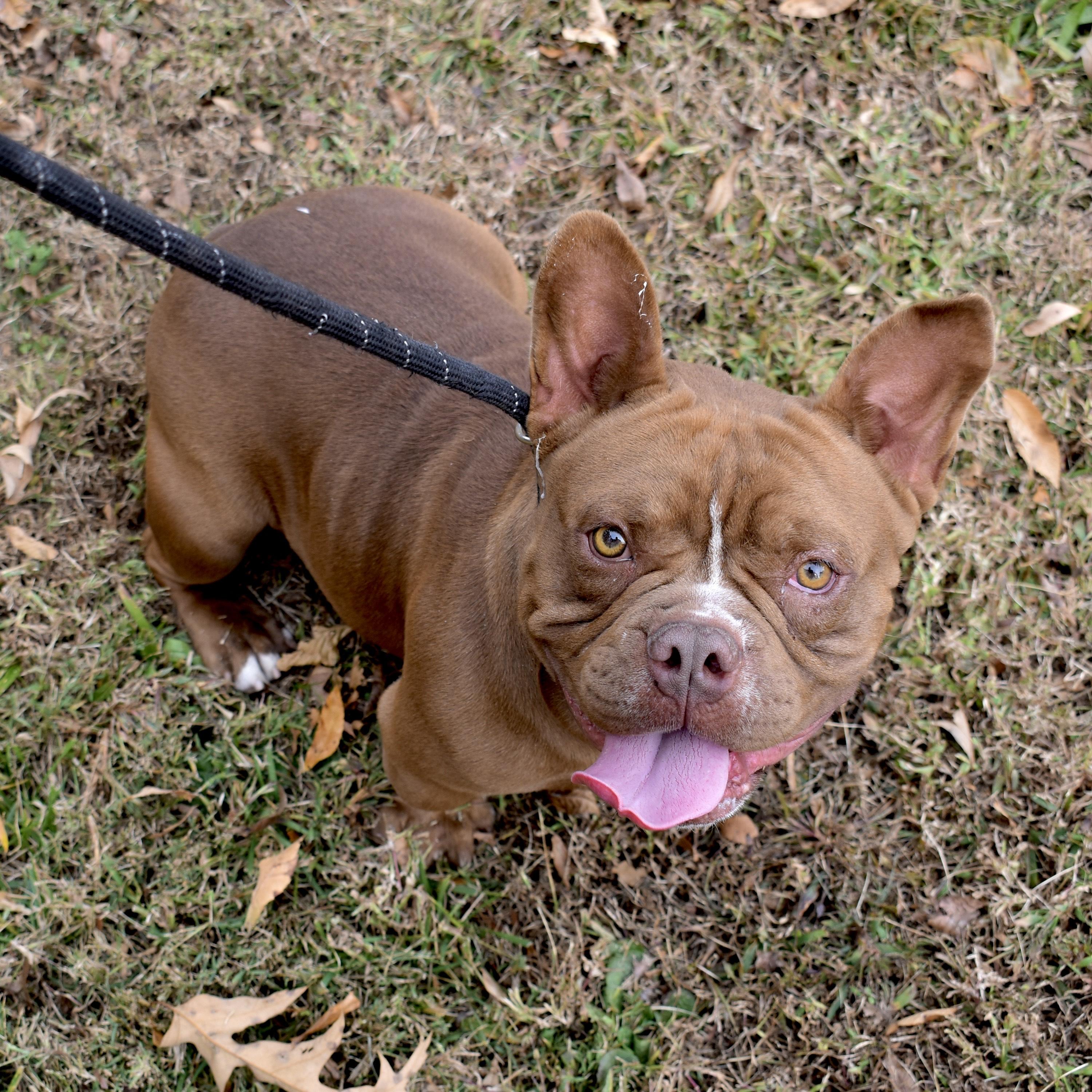 Enlarge Squishy, an adopted mixed breed in Greensboro, NC image 5/5
