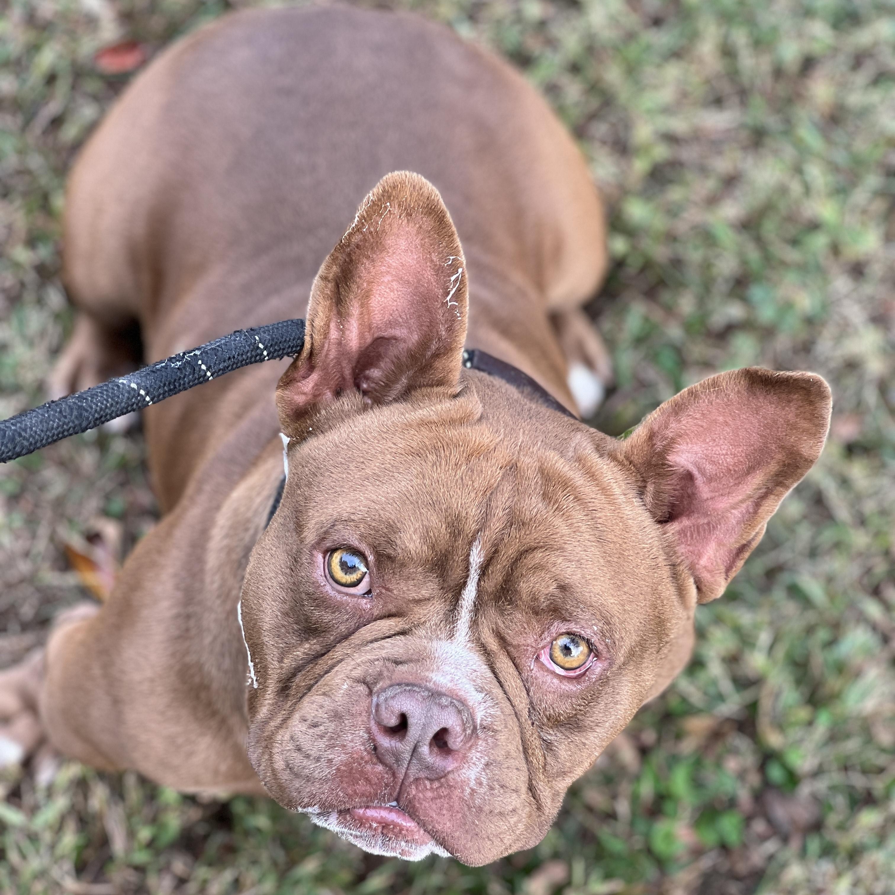 Enlarge Squishy, an adopted mixed breed in Greensboro, NC image 2/5