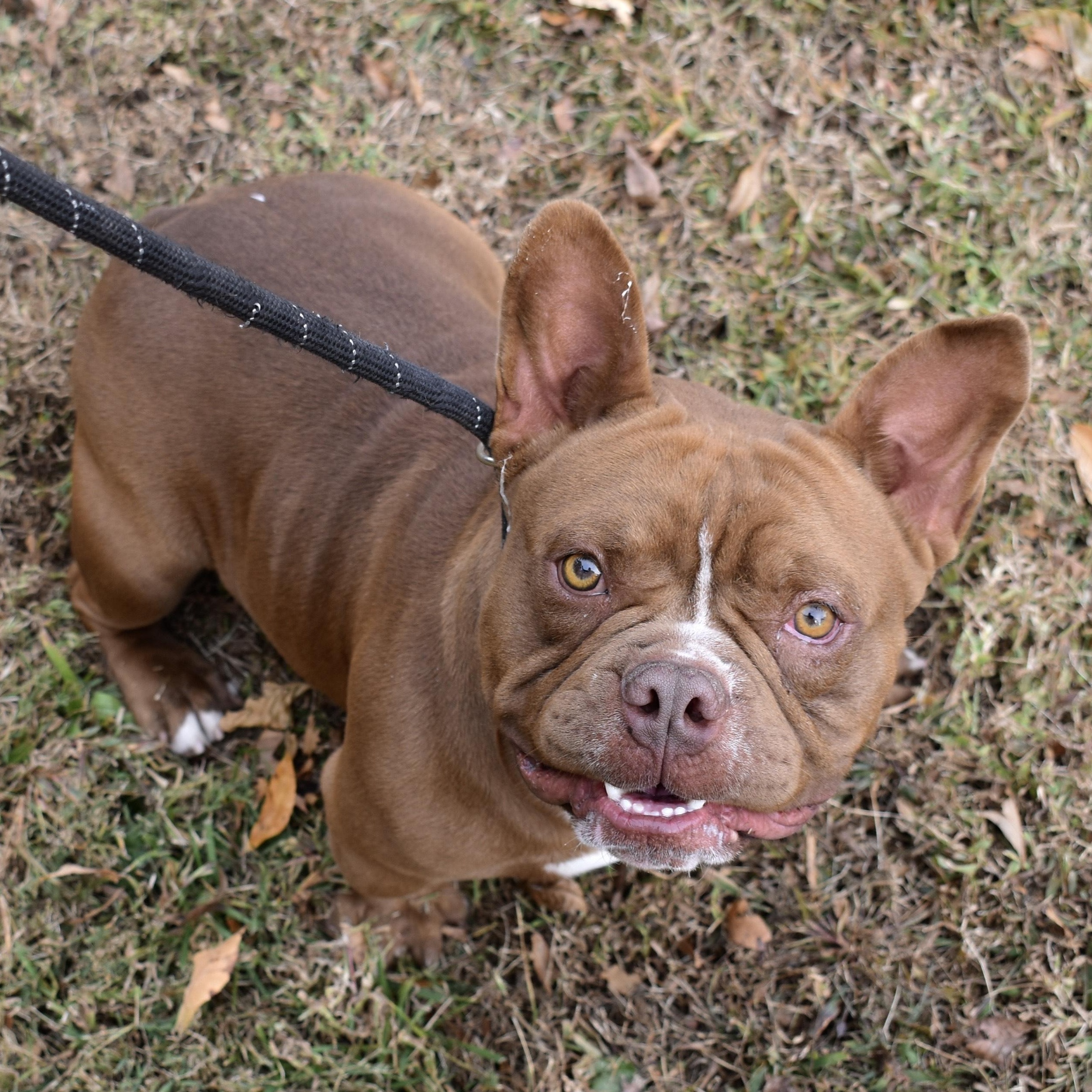 Enlarge Squishy, an adopted mixed breed in Greensboro, NC image 1/5