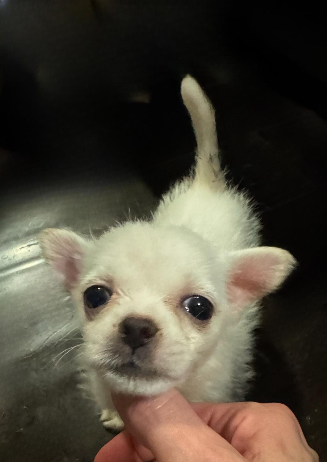 Princess the Cuddler