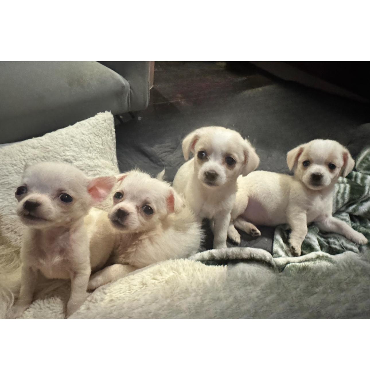 Princess the Cuddler