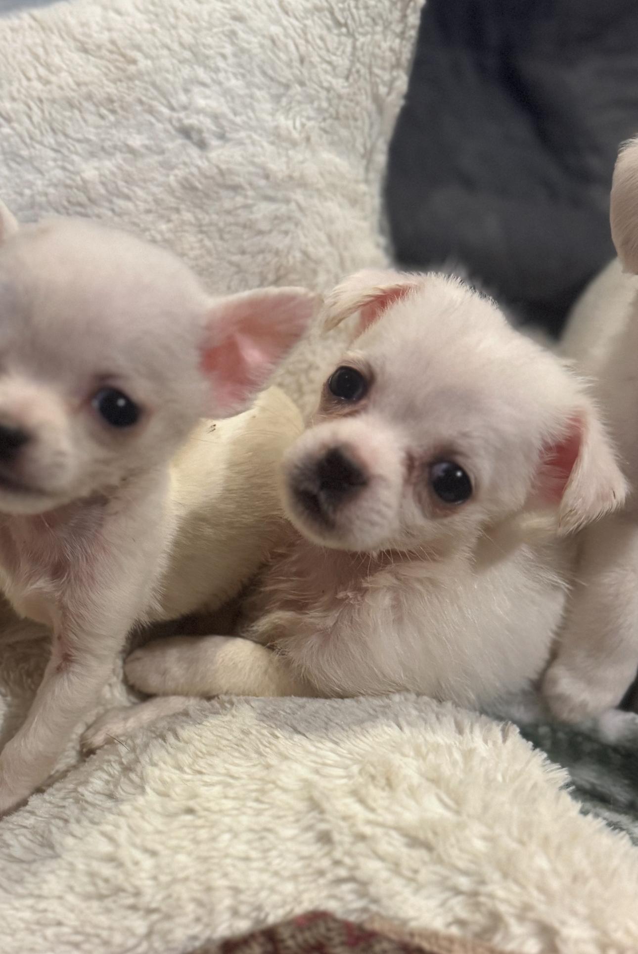 Princess the Cuddler