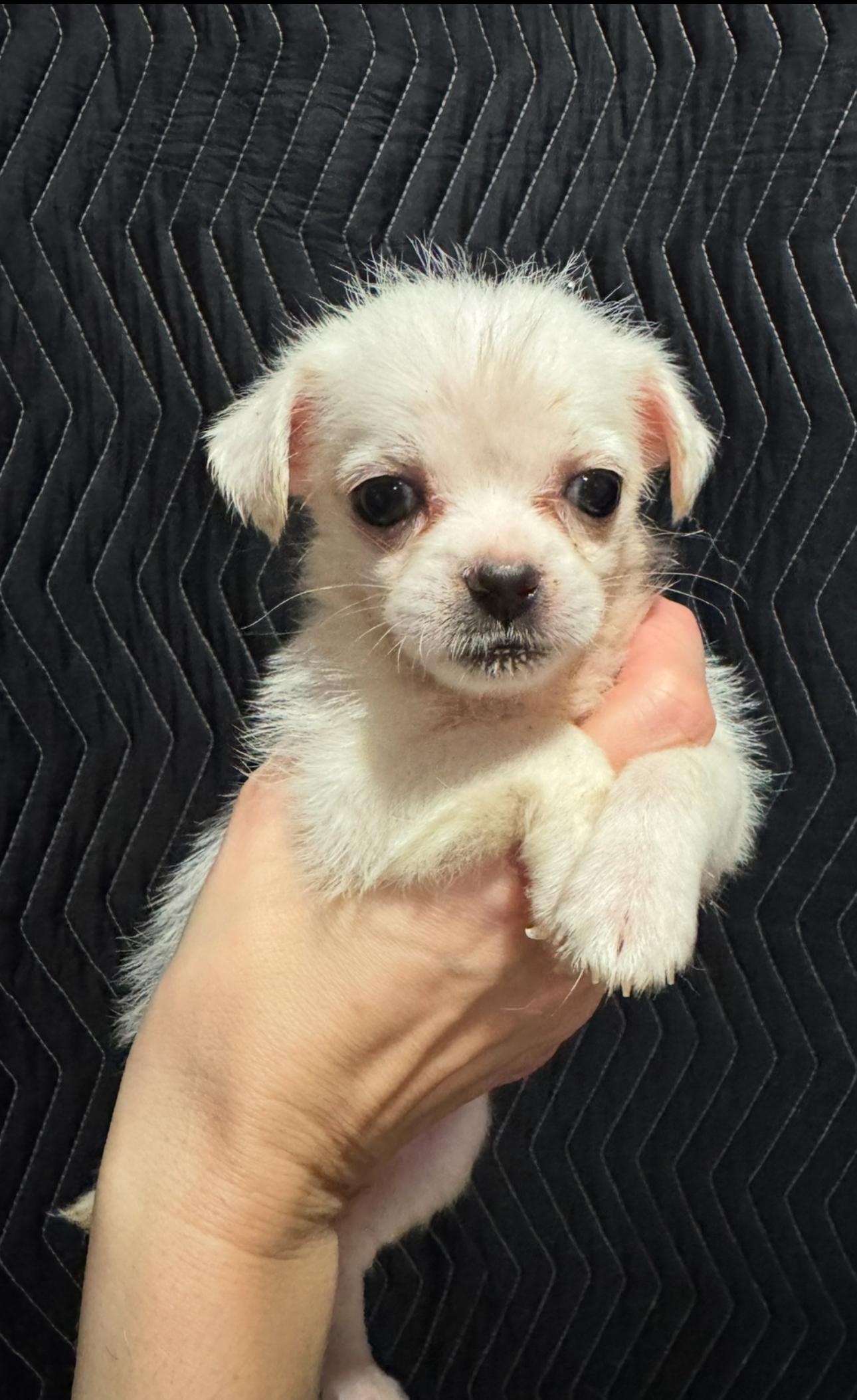 Princess the Cuddler