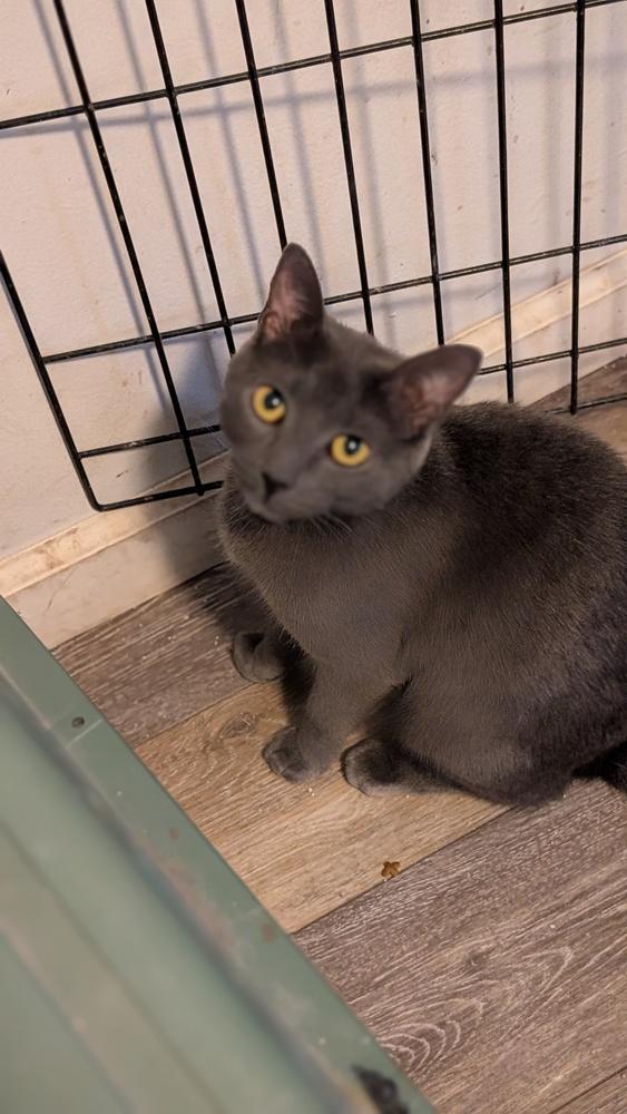 Junie, Adoptable, Young Female Domestic Short Hair.