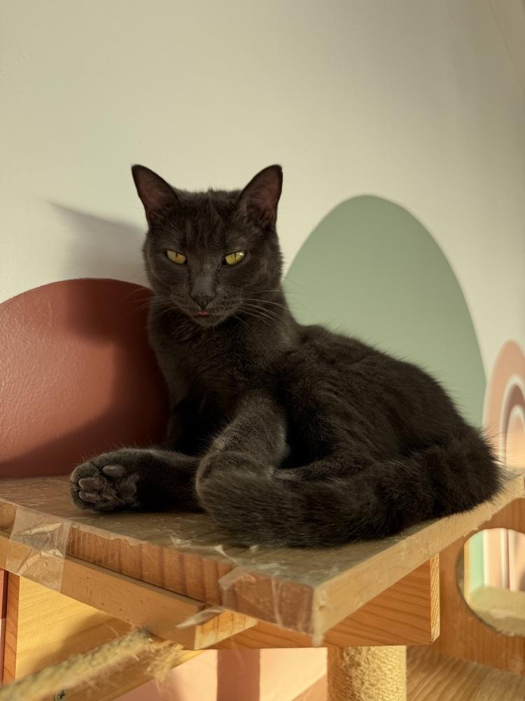 Enlarge Junie, a Adoptable mixed breed in Plymouth, MI image 2/2