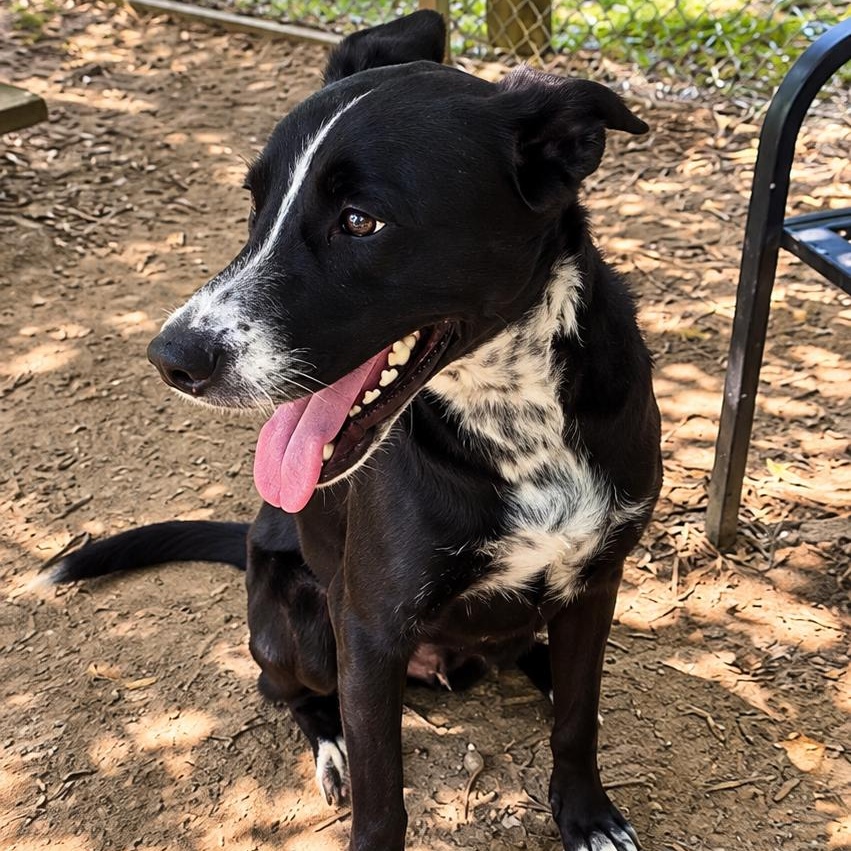 Enlarge Storm, a Adoptable mixed breed in Rossville, TN image 3/5