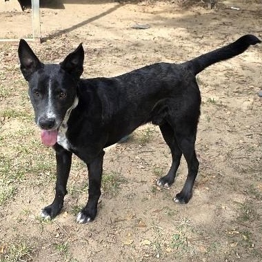 Enlarge Storm, a Adoptable mixed breed in Rossville, TN image 2/6