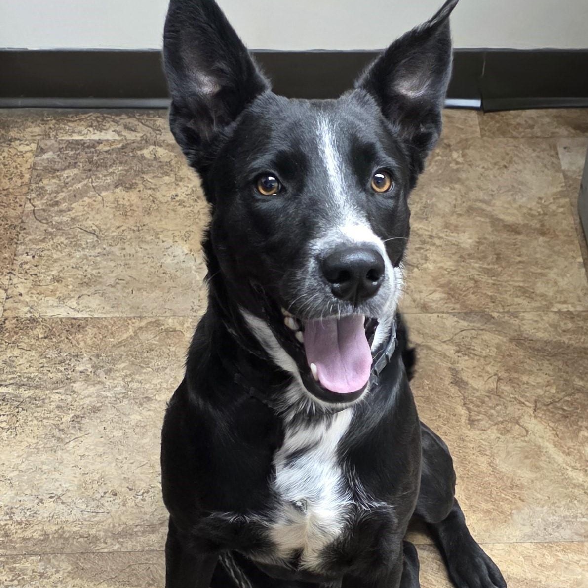 Storm, a Adoptable mixed breed in Rossville, TN image 1/6