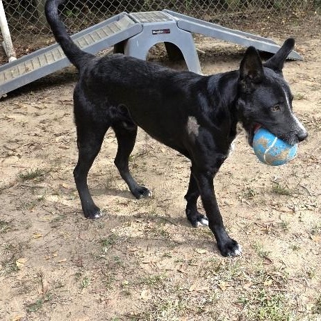 Storm, a Adoptable mixed breed in Rossville, TN image 3/6
