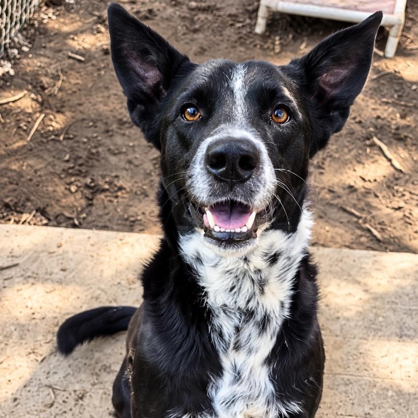 Storm, Adoptable, Young Male Mixed Breed & Collie.
