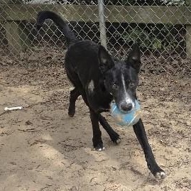 Storm, a Adoptable mixed breed in Rossville, TN image 4/6