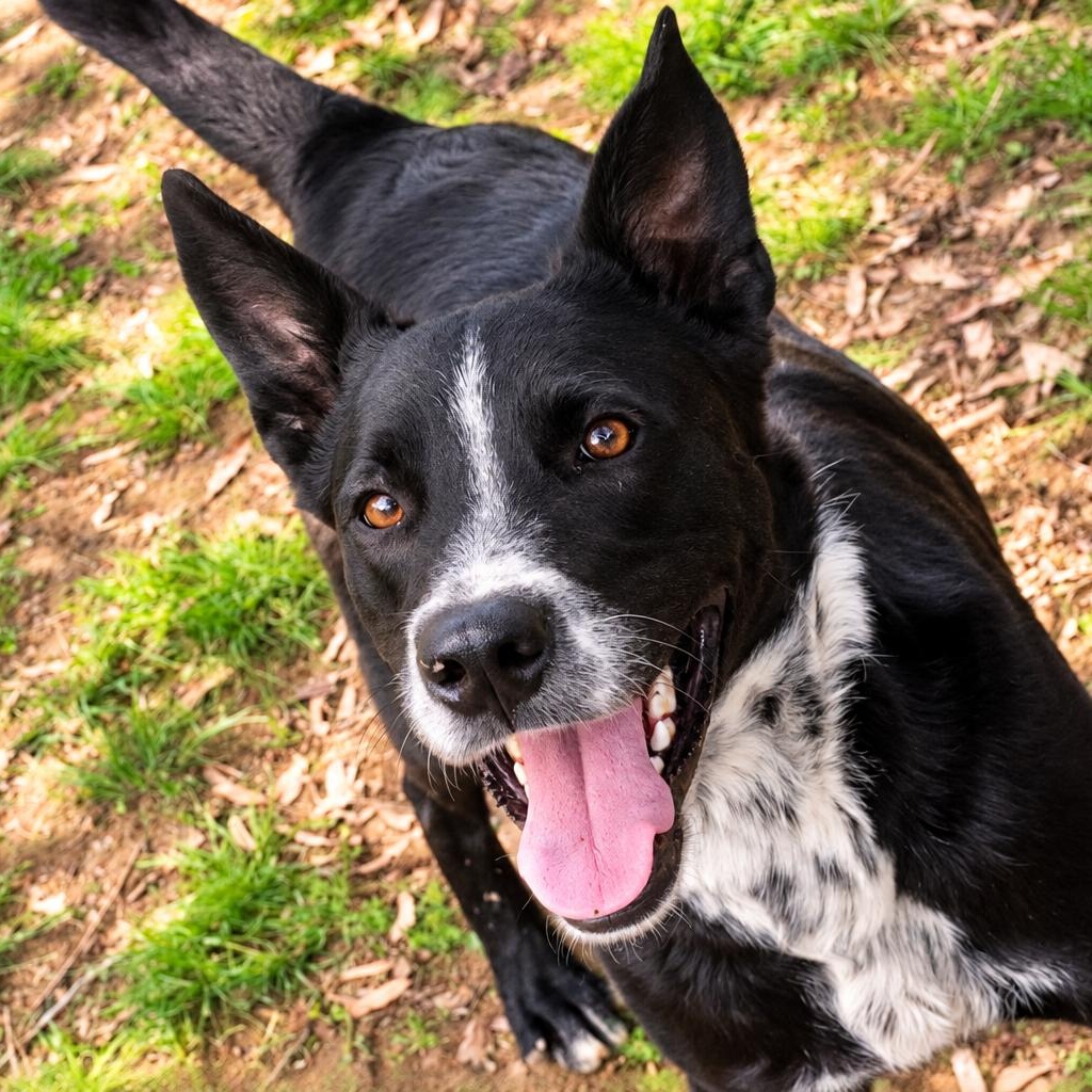 Enlarge Storm, a Adoptable mixed breed in Rossville, TN image 2/5