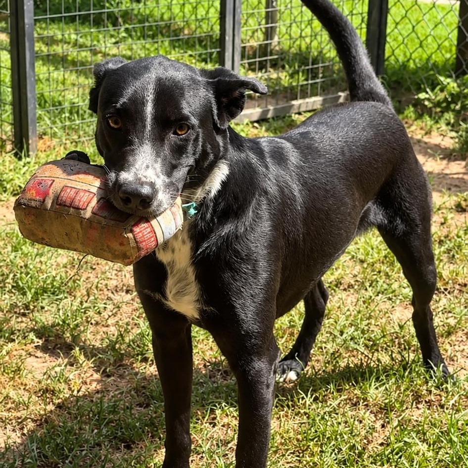 Enlarge Storm, a Adoptable mixed breed in Rossville, TN image 5/5