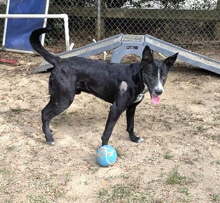 Storm, a Adoptable mixed breed in Rossville, TN image 6/6