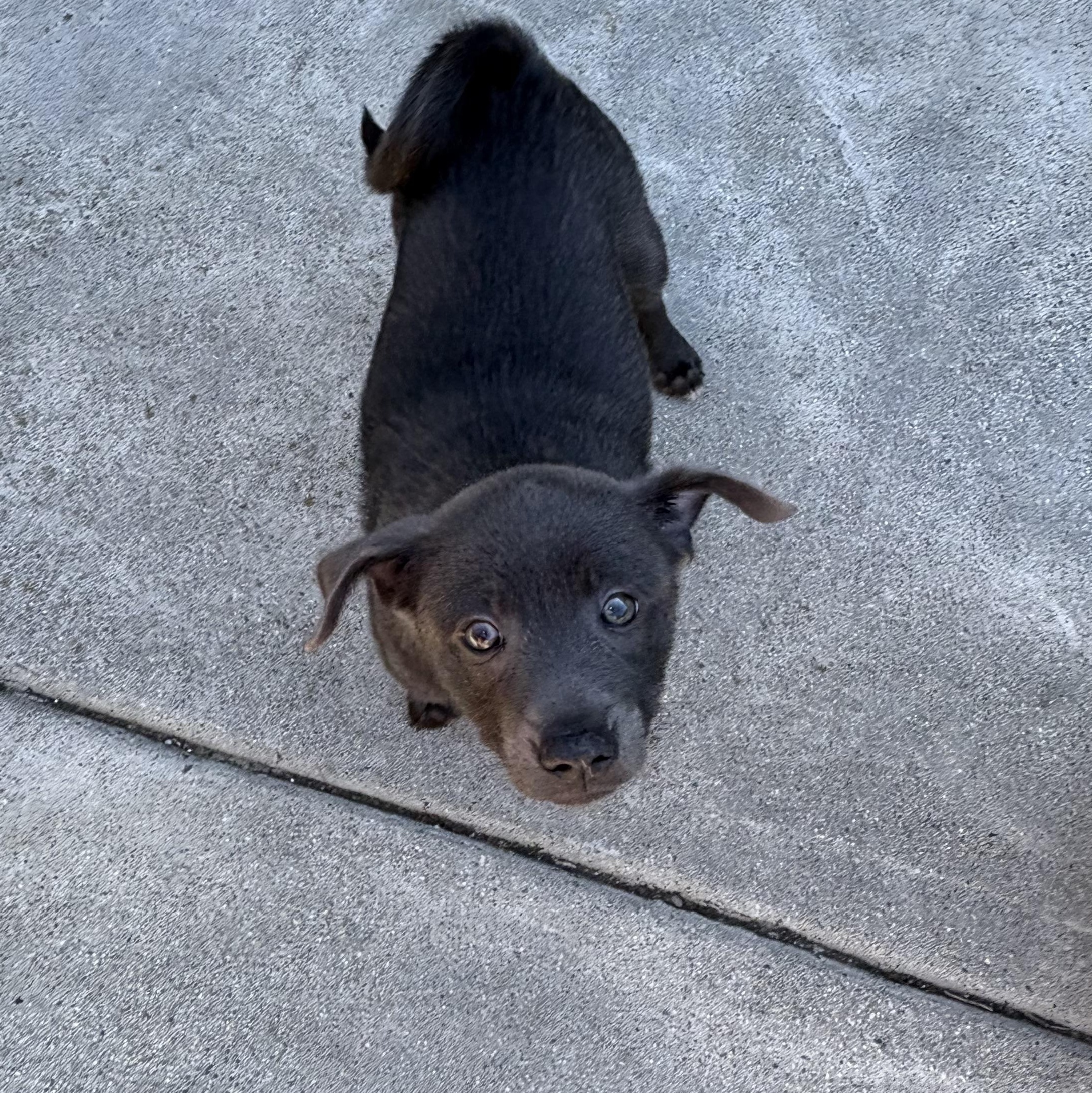 Cosmo, Adopted, Puppy Male Chihuahua & Terrier.
