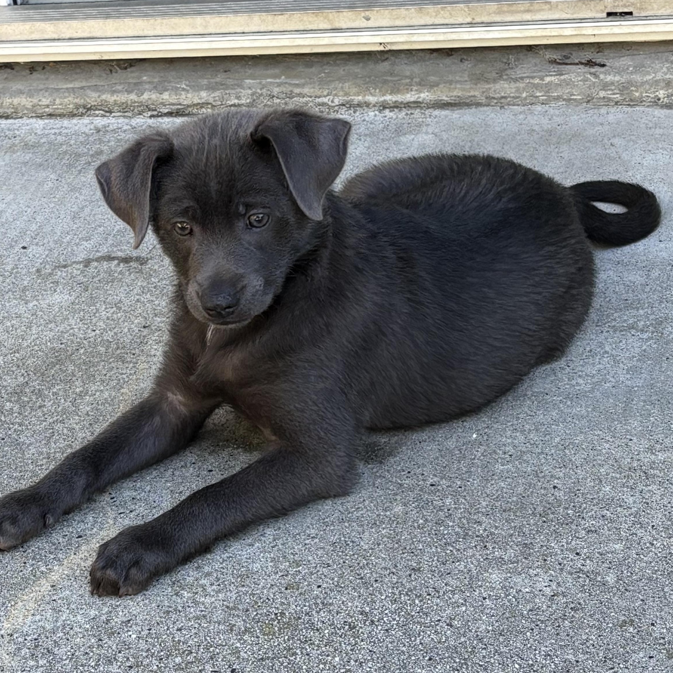 Cosmo, a Adopted mixed breed in South San Francisco, CA image 2/3