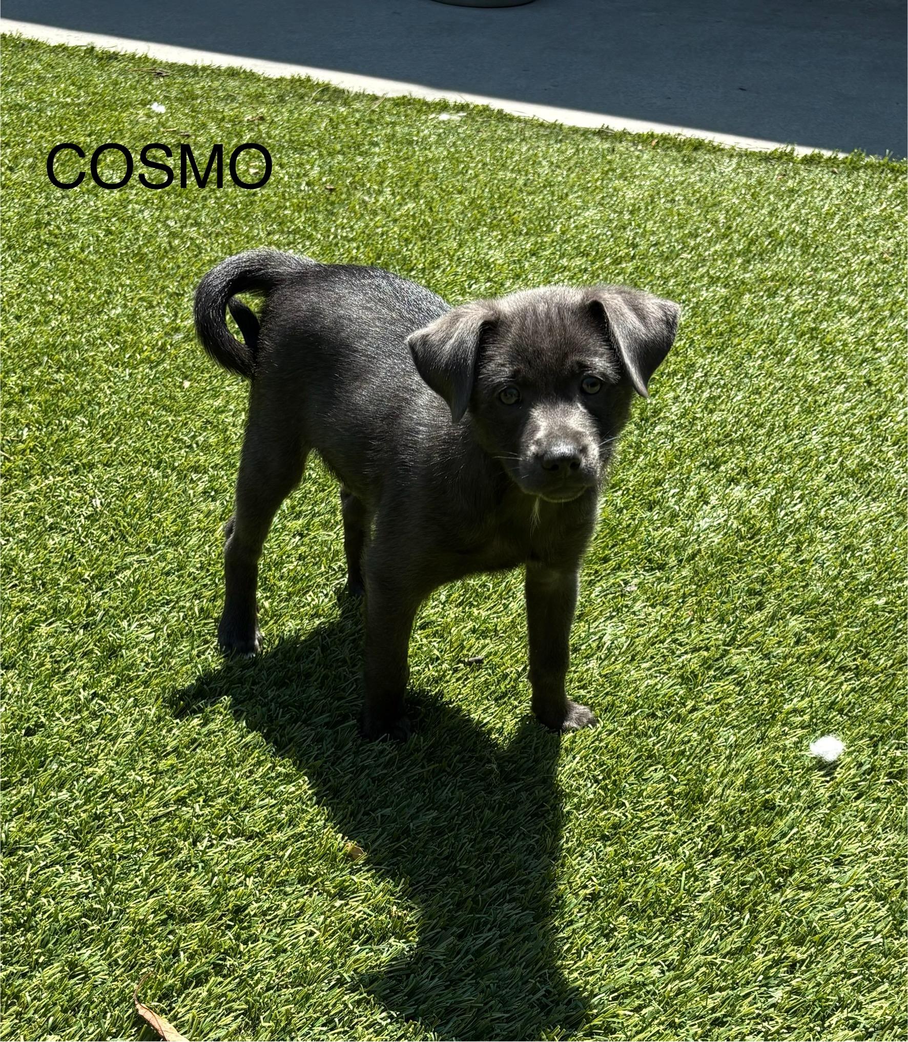Cosmo, a Adopted mixed breed in South San Francisco, CA image 3/3