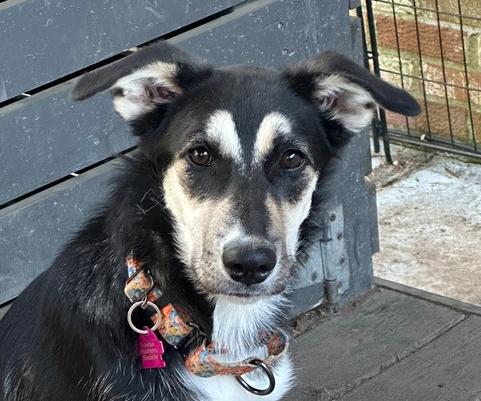 Enlarge Shiloh, a Adoptable mixed breed in Louisa, VA image 1/6