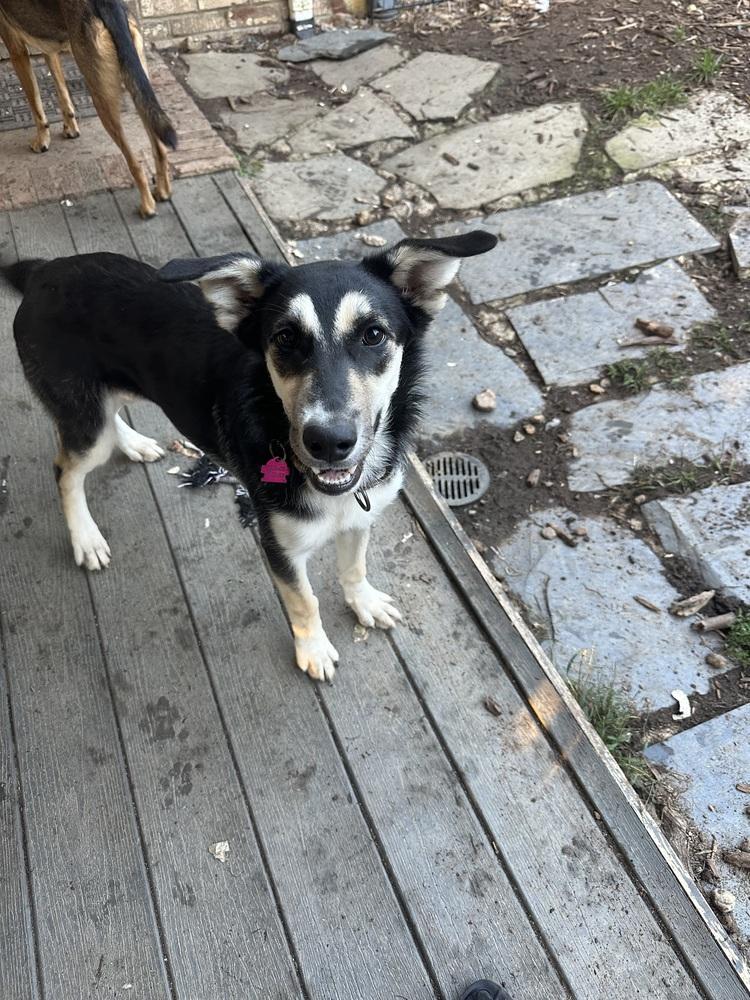 Enlarge Shiloh, a Adoptable mixed breed in Louisa, VA image 2/6