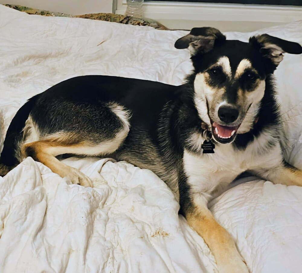 Enlarge Shiloh, a Adoptable mixed breed in Louisa, VA image 3/6