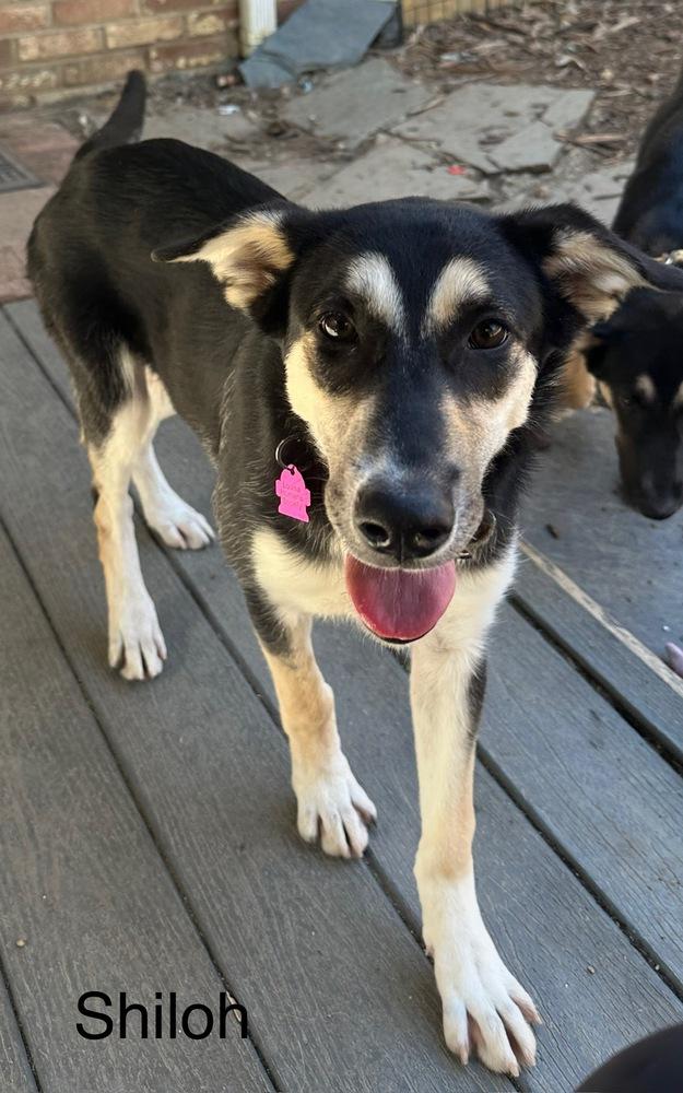 Enlarge Shiloh, a Adoptable mixed breed in Louisa, VA image 4/6