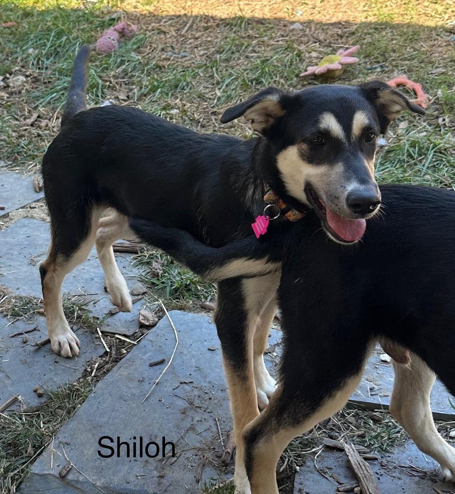 Enlarge Shiloh, a Adoptable mixed breed in Louisa, VA image 5/6