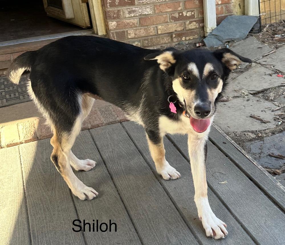 Enlarge Shiloh, a Adoptable mixed breed in Louisa, VA image 6/6