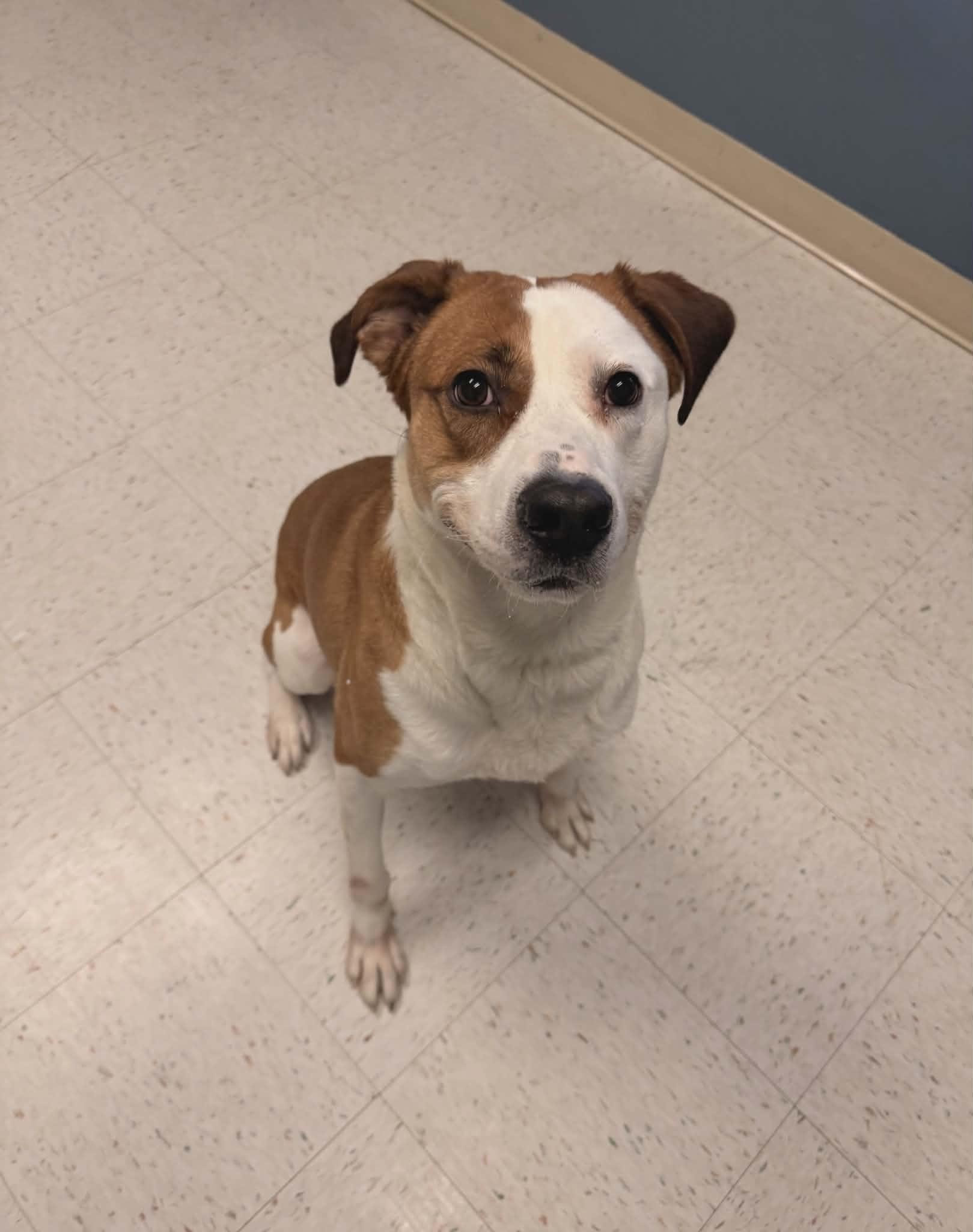 Enlarge Musket, a ADOPTABLE mixed breed in Chambersburg, PA image 2/3