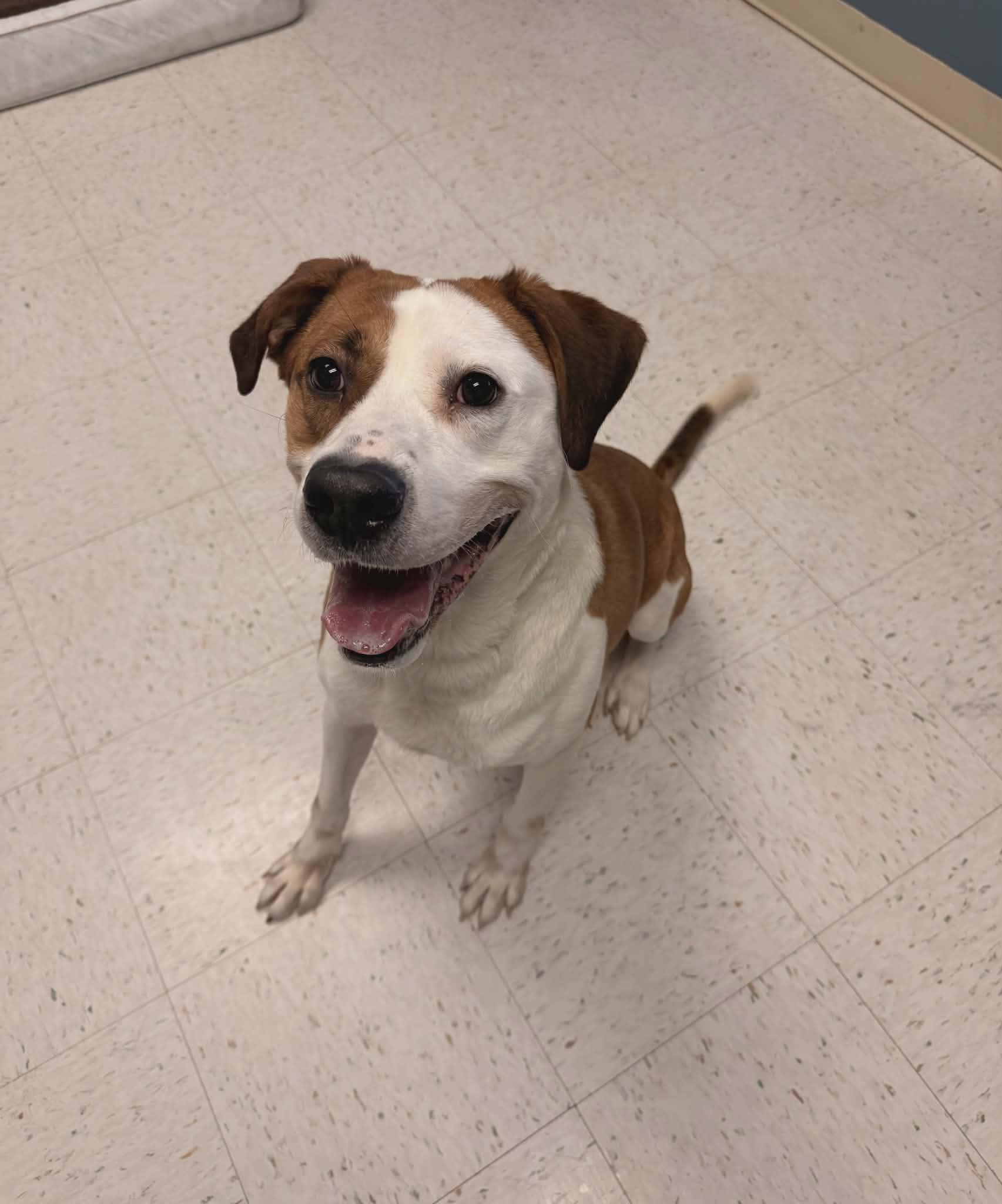 Enlarge Musket, a ADOPTABLE mixed breed in Chambersburg, PA image 1/3