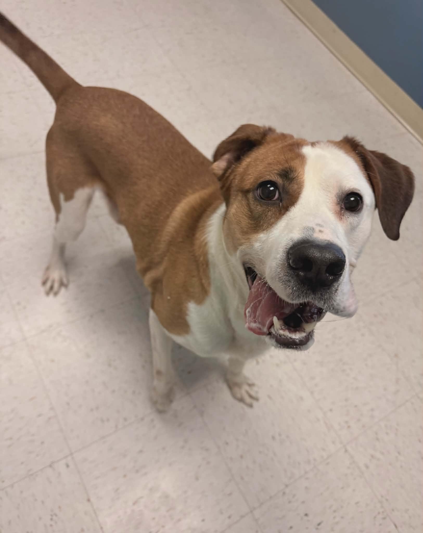 Enlarge Musket, a ADOPTABLE mixed breed in Chambersburg, PA image 3/3