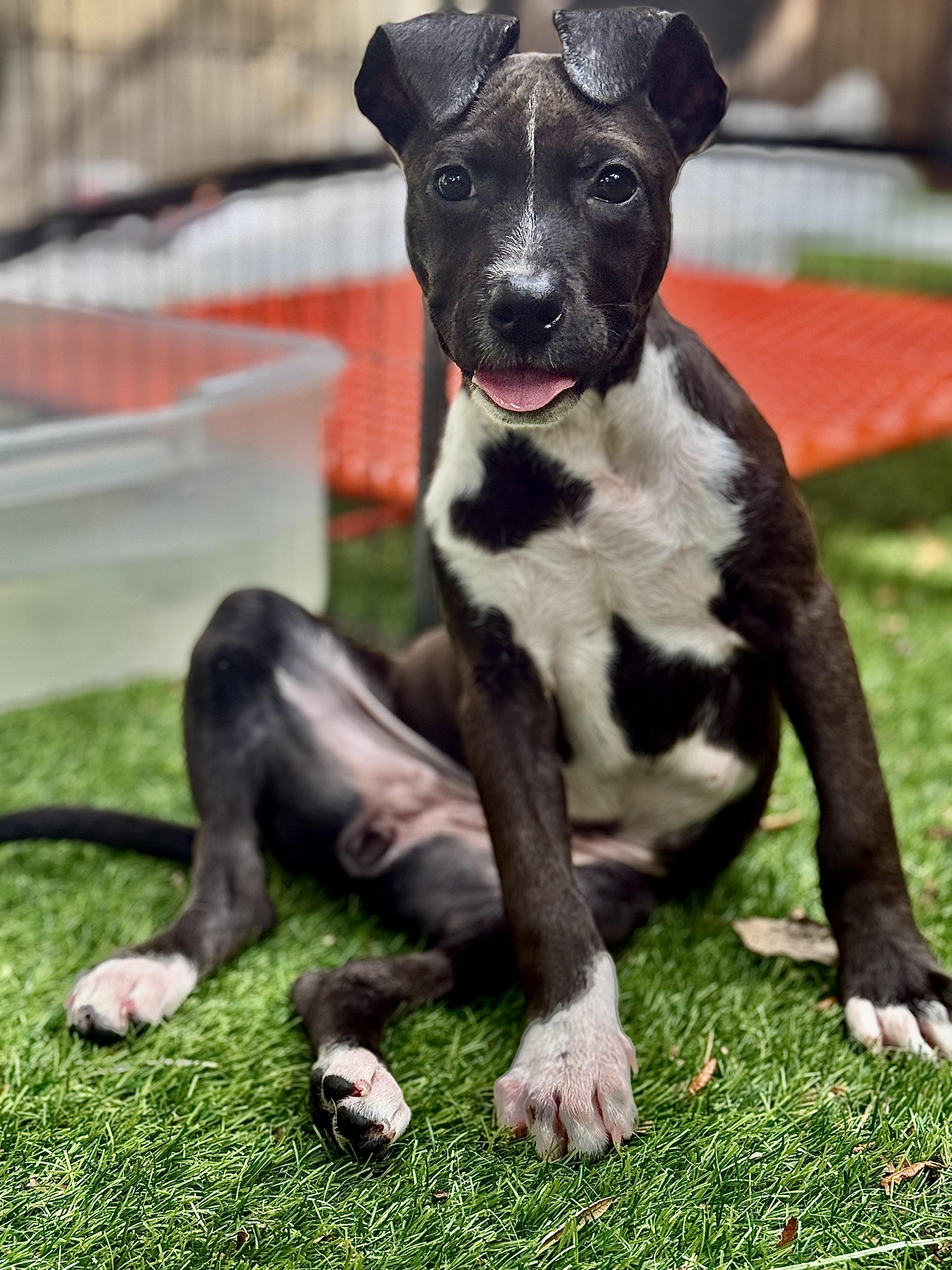 Enlarge Pigeon, a ADOPTABLE Mixed Breed in Deltona, FL image 4/6
