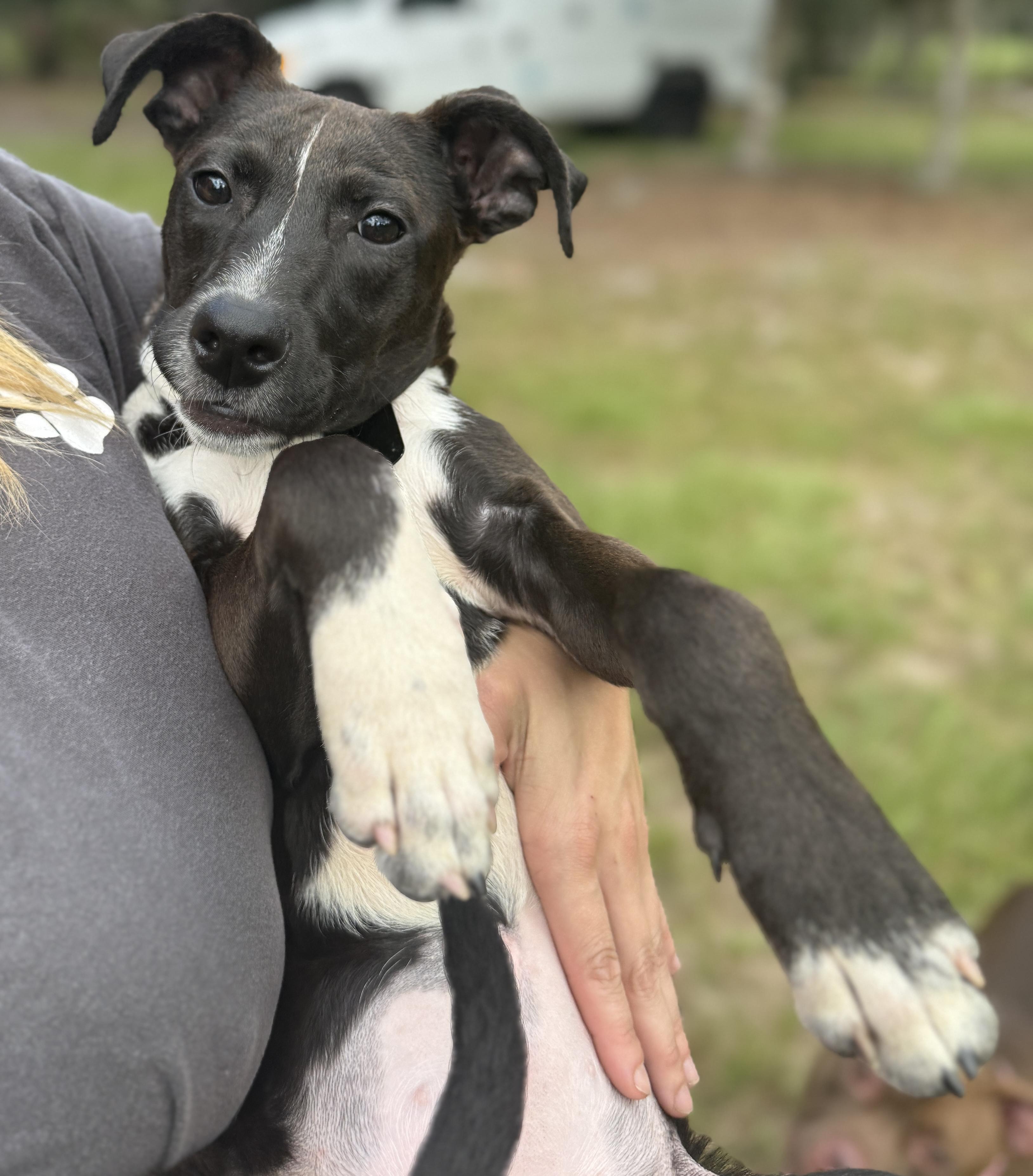 Enlarge Pigeon, a Adoptable mixed breed in Deltona, FL image 1/5
