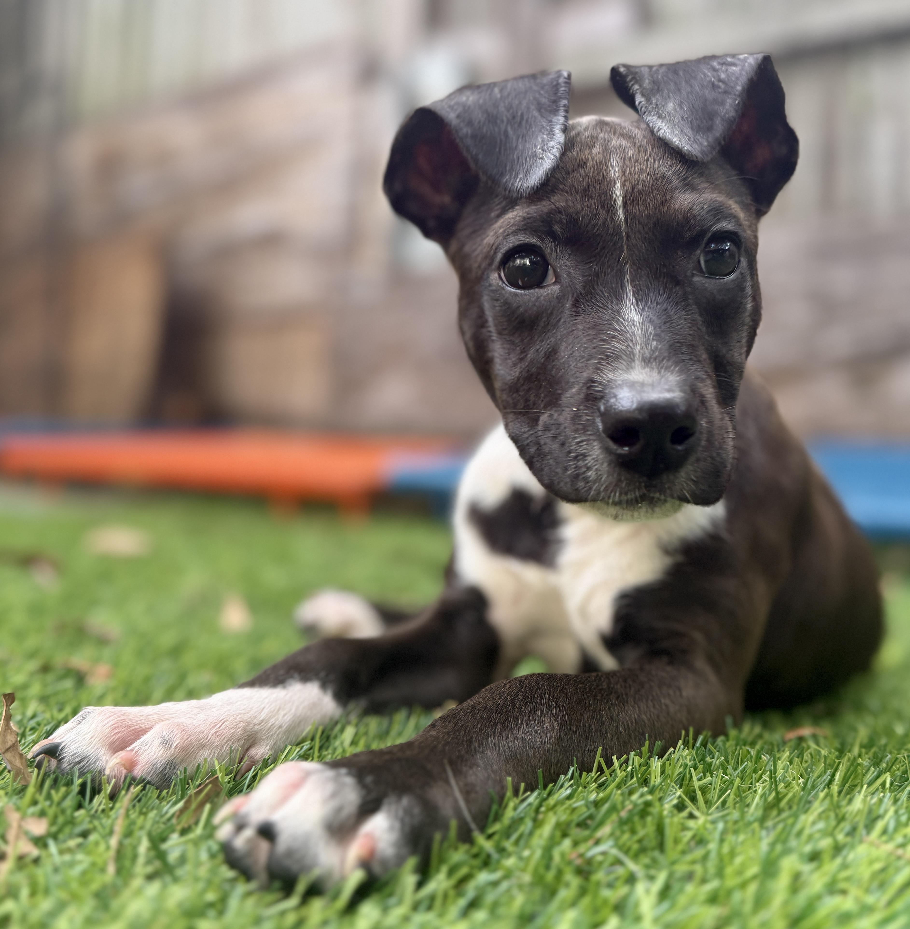 Pigeon, ADOPTABLE, Puppy Female Mixed Breed.