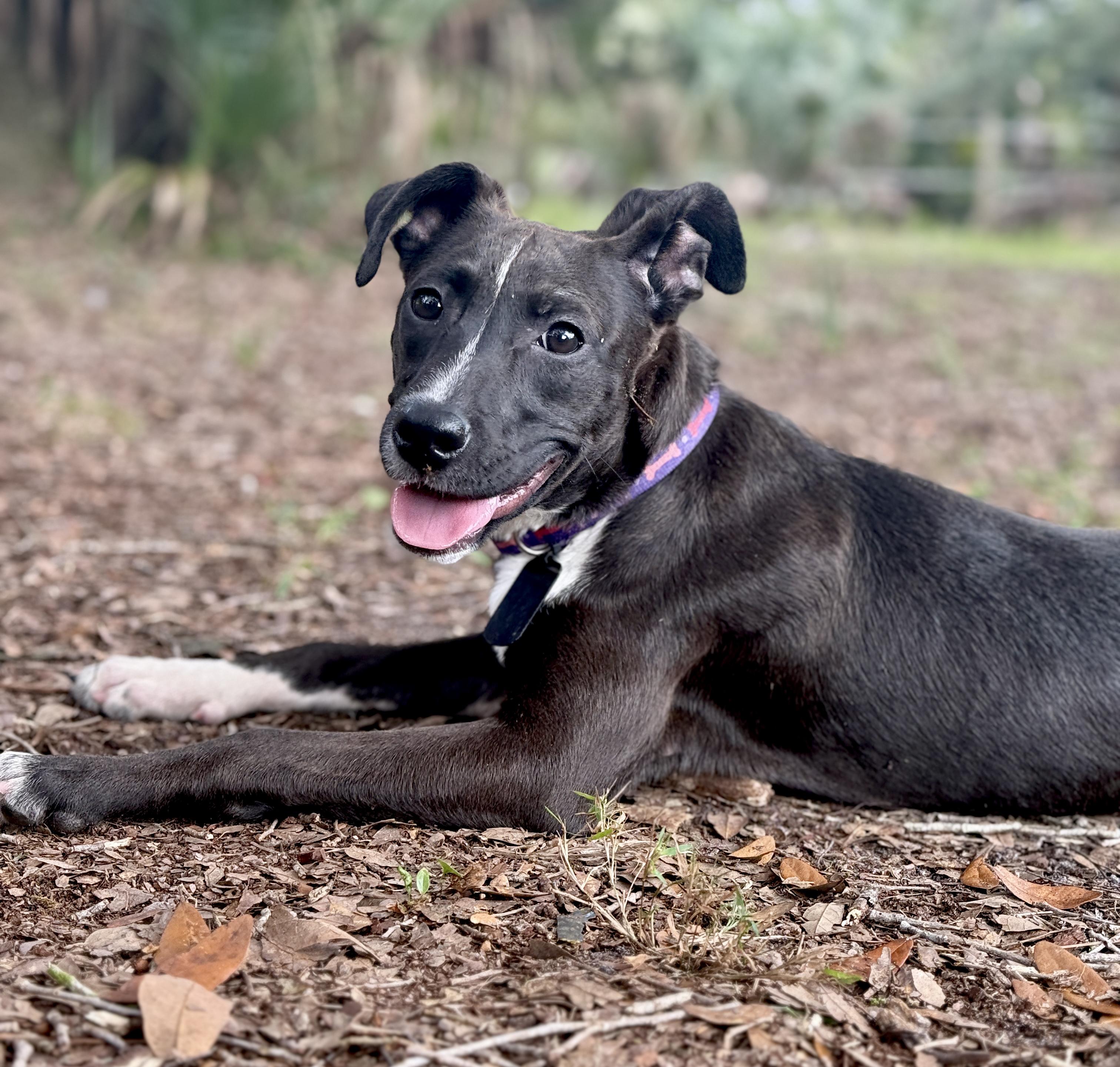 Enlarge Pigeon, a Adoptable mixed breed in Deltona, FL image 3/5