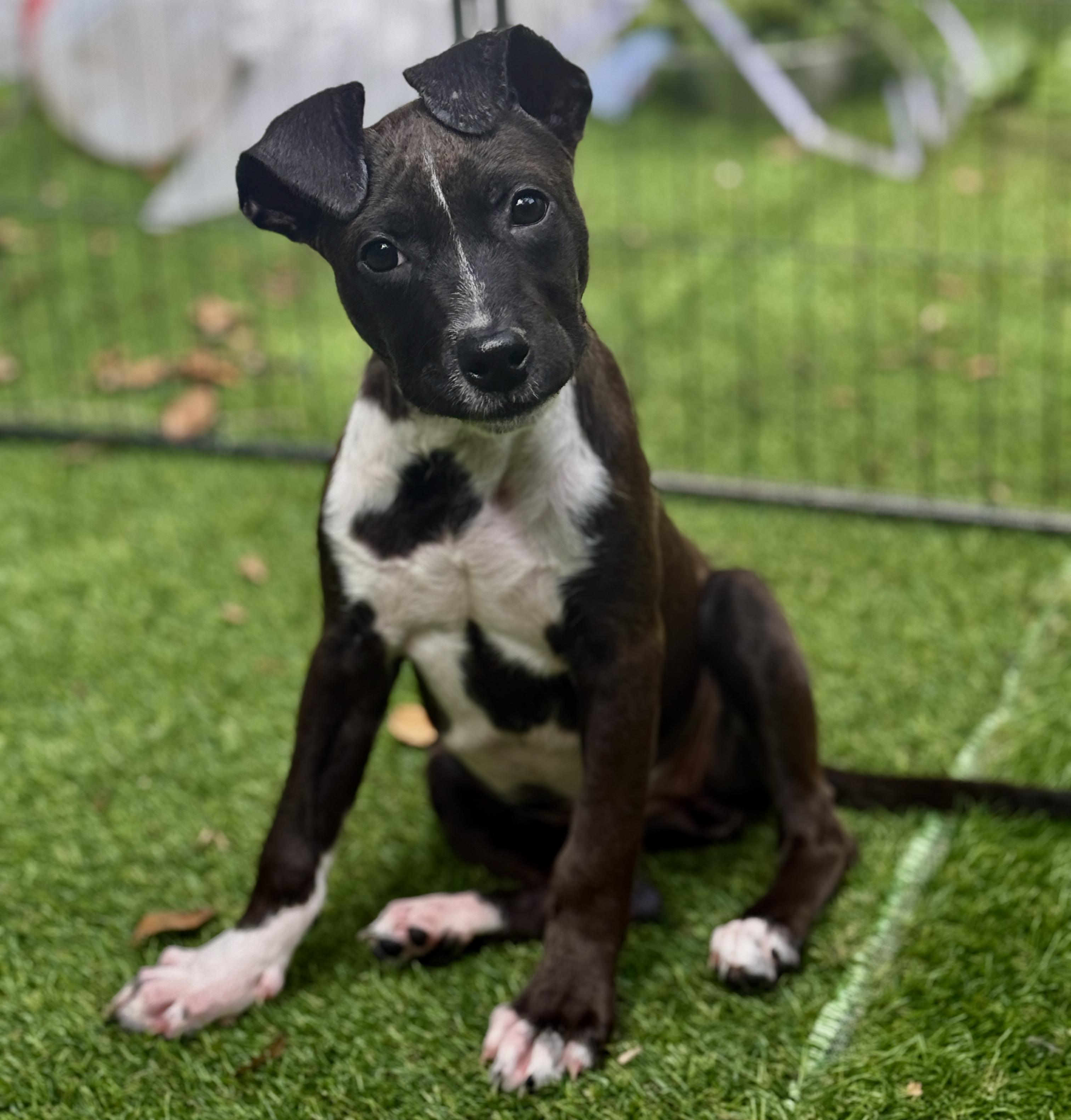Enlarge Pigeon, a ADOPTABLE Mixed Breed in Deltona, FL image 2/6