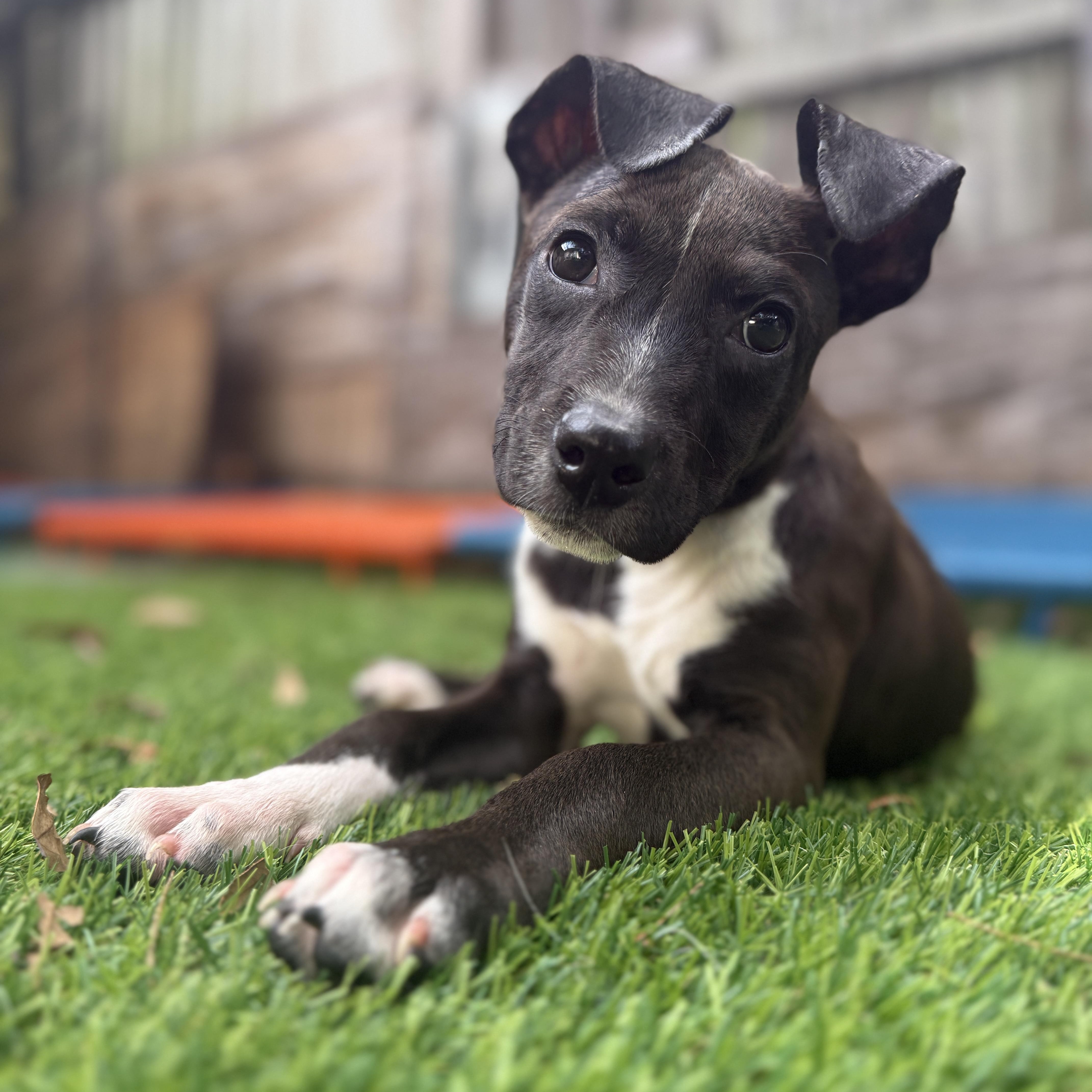 Enlarge Pigeon, a ADOPTABLE Mixed Breed in Deltona, FL image 5/6